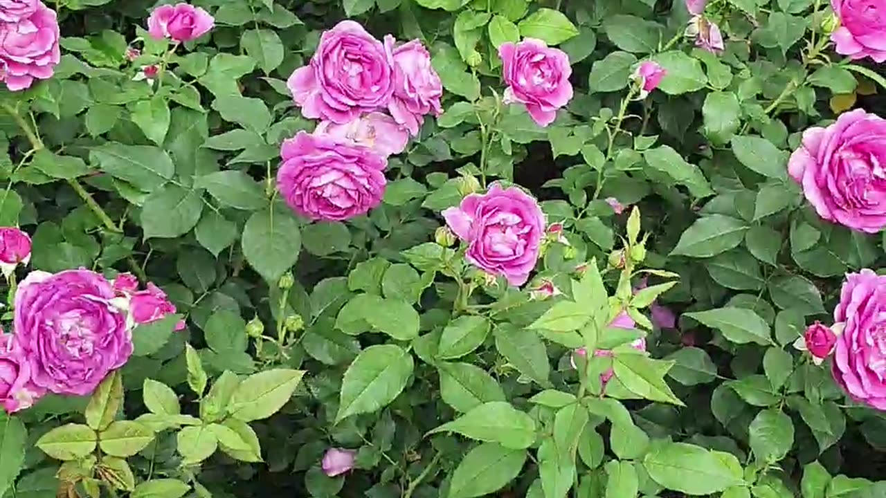 240527... 1. 동네 산책