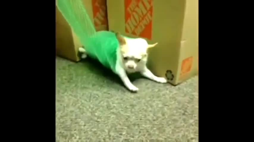 The dog are rooling in the net