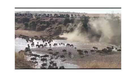 Witness The 8th World Wonder #Wildebeest Migration 2023