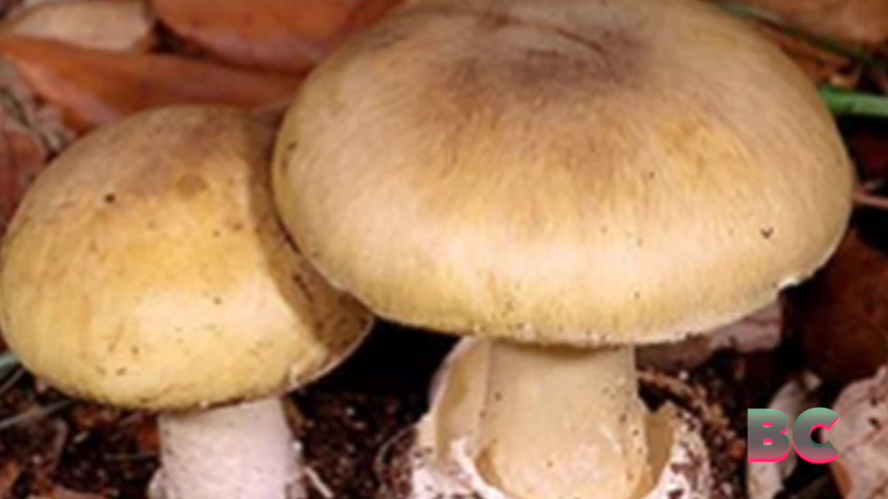 11 in Amish family, including 1-year-old, hospitalized after eating ‘toxic mushrooms’