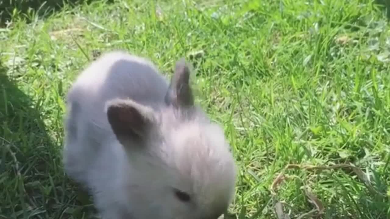 Little Rabbits Playing in The Garden of The House.