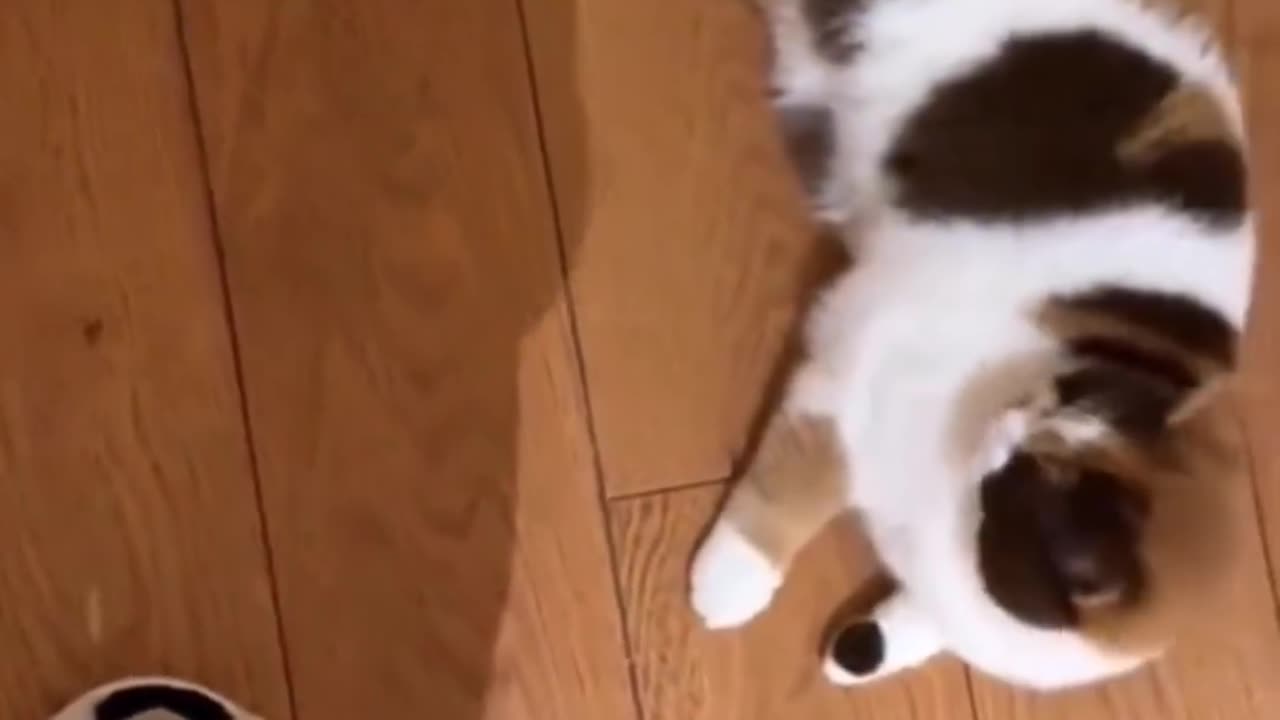 Funny and Cute Cat Videos #307