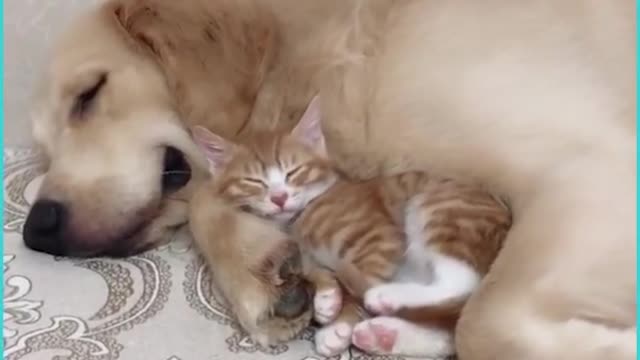 Baby Kitten Grows Up With Retriever And They Do Everything Together