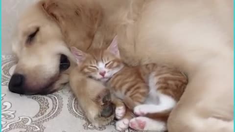 Baby Kitten Grows Up With Retriever And They Do Everything Together