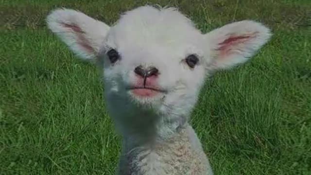 Goat baby