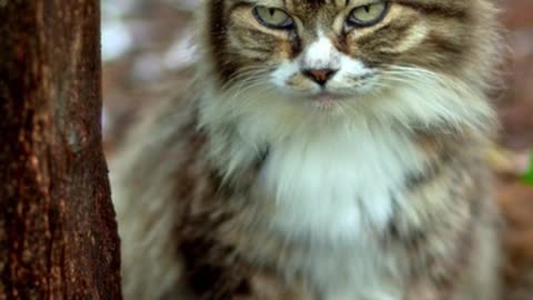 Cat Movie