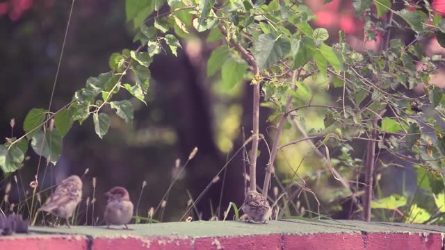 What A beautiful Day For Family Of Birds Gather