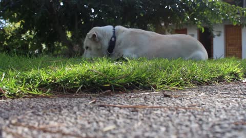 Very beautiful Dog