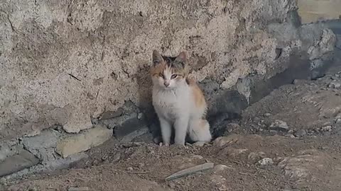 A cute cat is looking for something. This cat is very beautiful and cute. 🥰