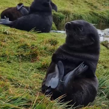 Baby seal trying to take a nap 😍
