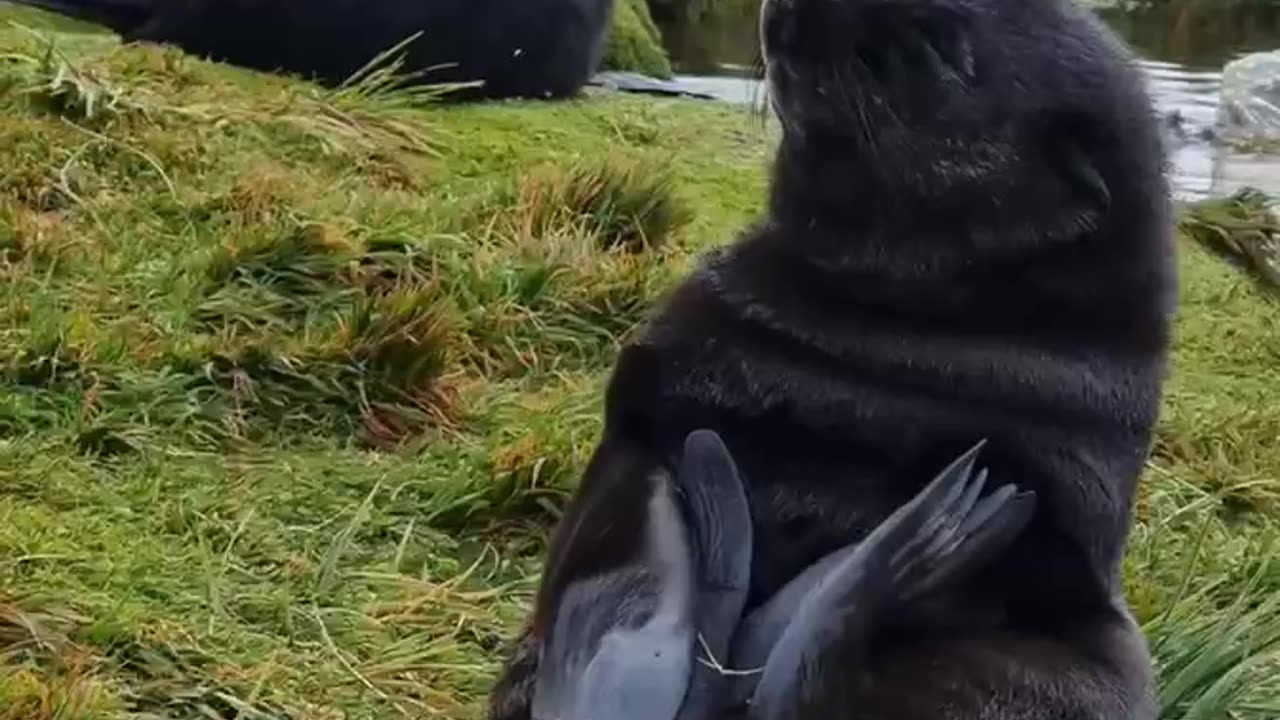 Baby seal trying to take a nap 😍