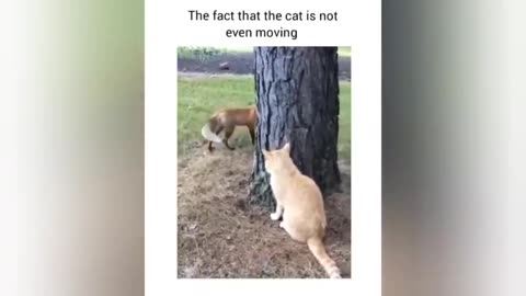 When you have a best friend named cat funny Animals Moments 2024