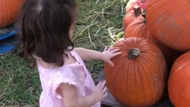 Running through the pumpkin patch