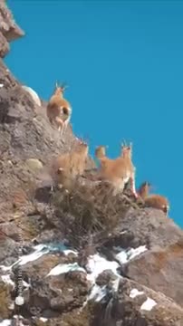 Eagle vs Goat _scream_ - Shorts