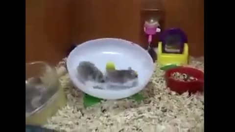 Funny Hamsters - Cute And Funny Hamster Videos Compilation