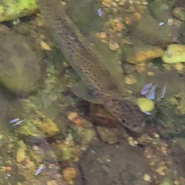A beautiful trout in the river with fresh water.