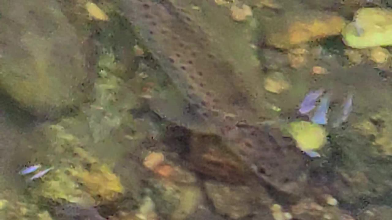 A beautiful trout in the river with fresh water.