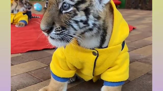 Funny and Cute baby with Lion