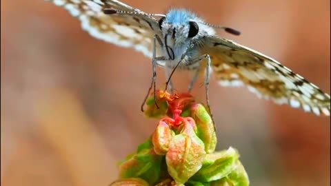 Blue Butterfly