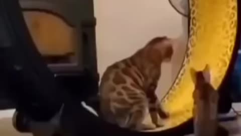 Cat funny video