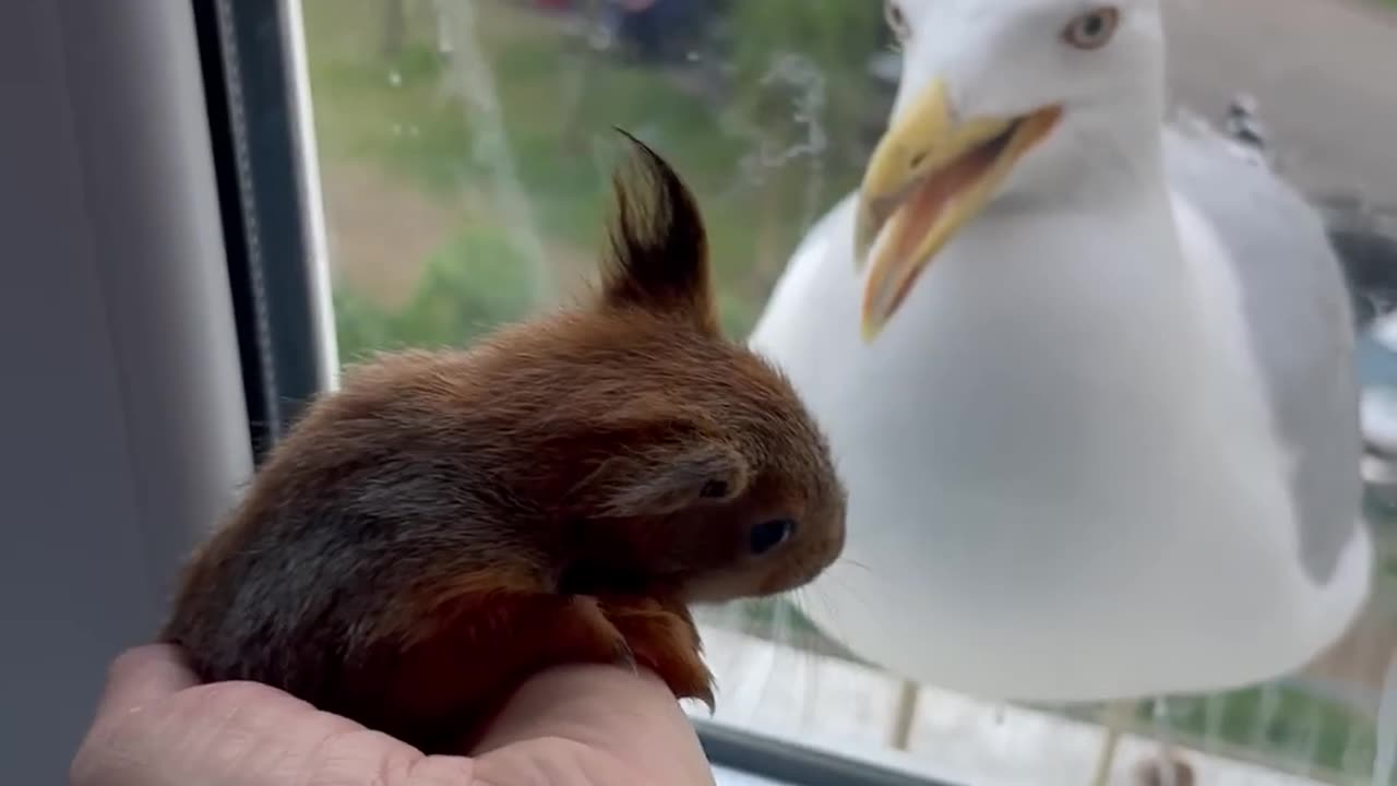 Baby Squirrel Startles Seagull Off Window Ledge || Viral Hog