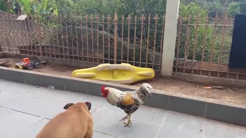 Funny animal 🦴🦴Cachorro VS Galo Luta épica(smart dog 🐩 angry chicken 🐓)