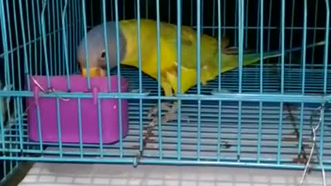 parrot eating cookie