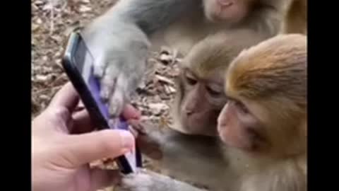 Monkey funny video in Indian 😂😂😂