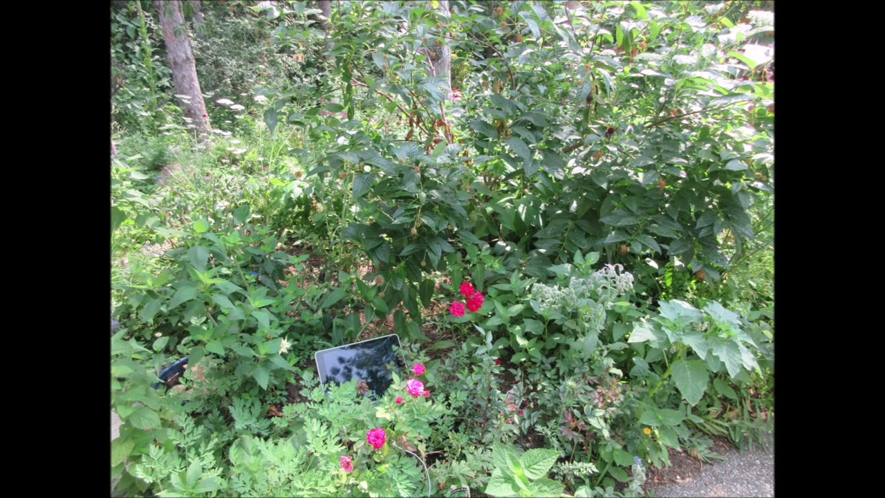 Double Rose Delight Red and Pink Mini Rose Bushes July 2024