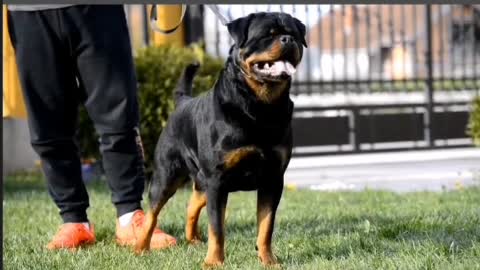 puppy doesn't care about licking the dog