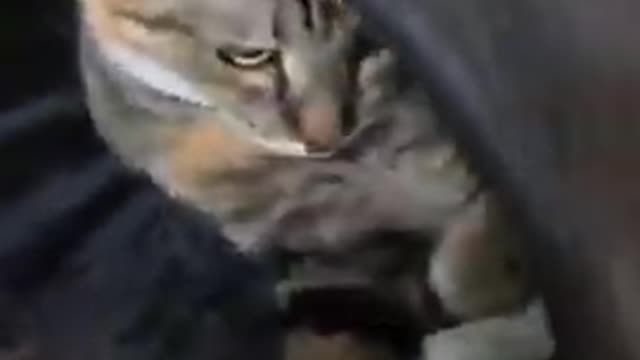 Training cute cat to get the rat