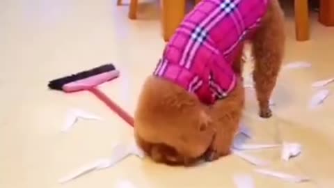 Cute dog trying to clean up a mess