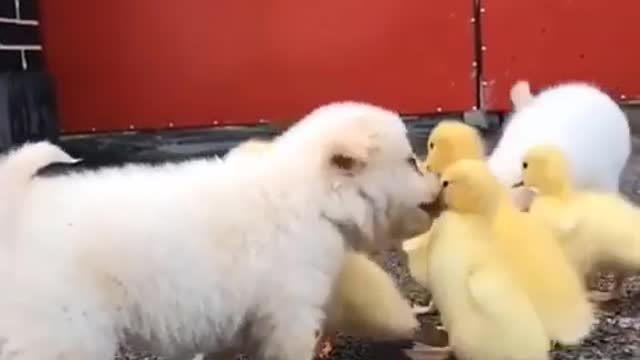 AWW Animals SOO Cute! Videos Compilation cutest and funniest moment of the animals #36