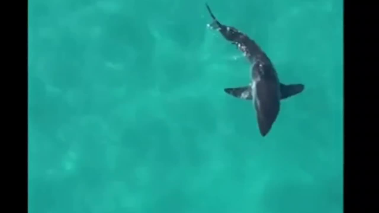 Curious shark being observed