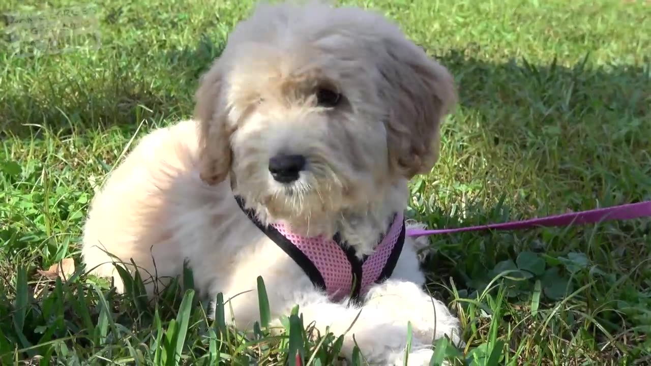 How to Teach your Puppy to Sit and Stay