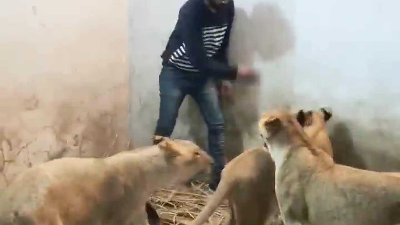 lions playing with human friend 😍😍😍👑🐯😍👑