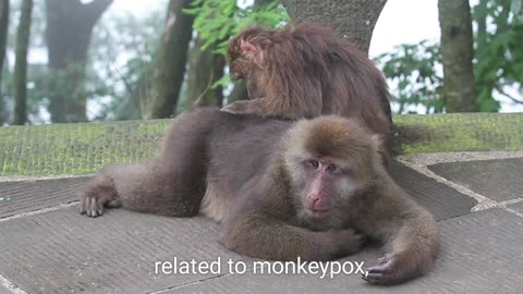 Monkeypox outbreak : what you need to know