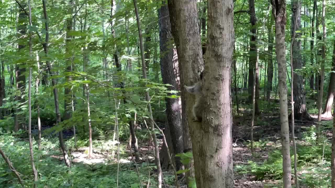 I came across a family of raccoons biking