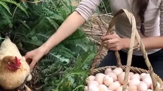 Beautiful woman works hard on her amazing chicken farm | Mr Lee