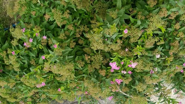 These little flowers are small but very pretty