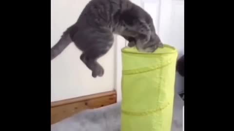 Cat Reaction to Playing Balloon - Funny Cat Balloon Reaction Compilation 2021