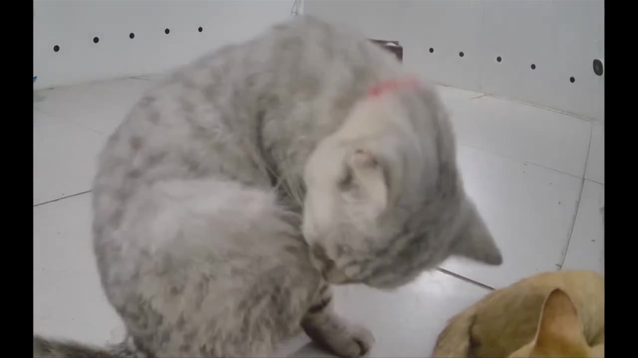 Adorable Kittens Lounging in a Pristine White Room __