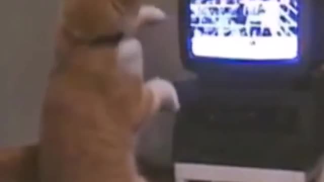 Funny and Cute Cats Videos #7 │Gadis Sekarwangi