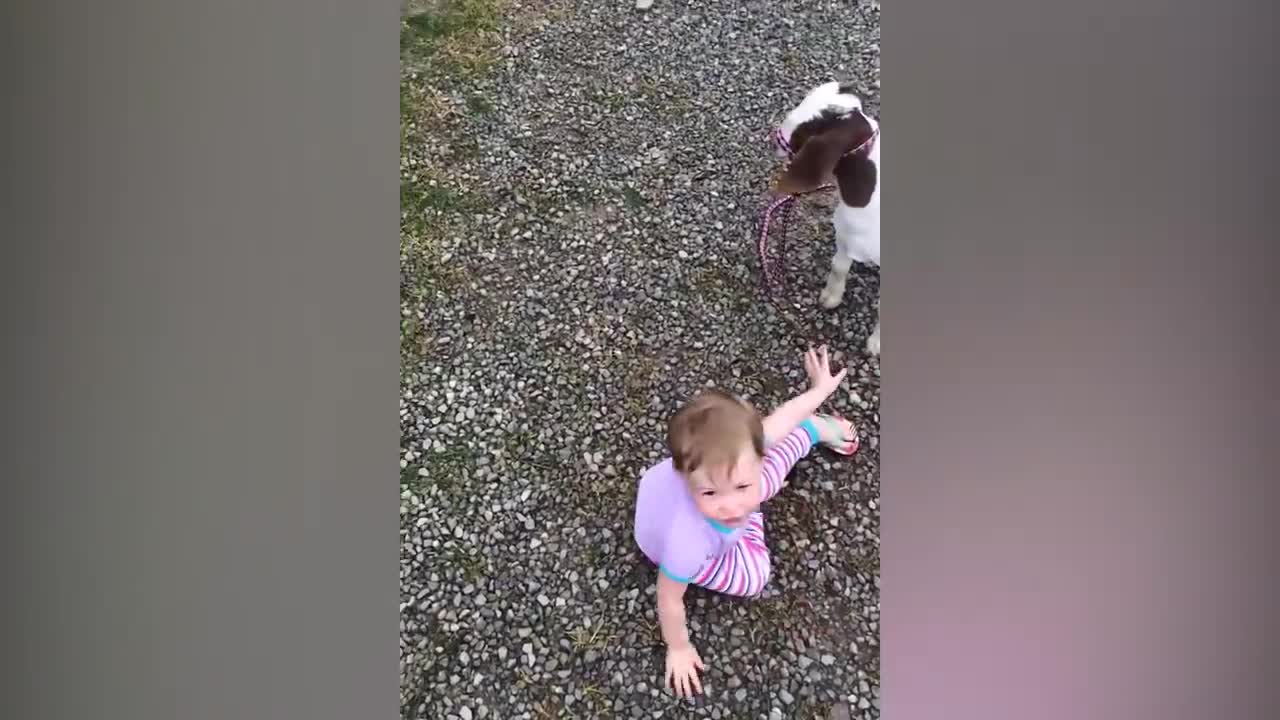 TRY NOT TO LAUGH _ Funny Weekend At The Zoo - LAUGH TRIGGER)