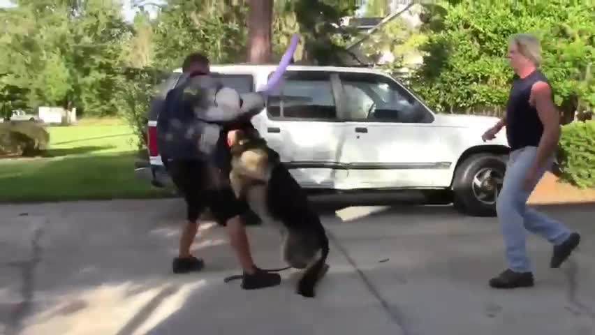 How To Make Dog Become Aggressive Instantly With Few Simple Tricks and tips 2021