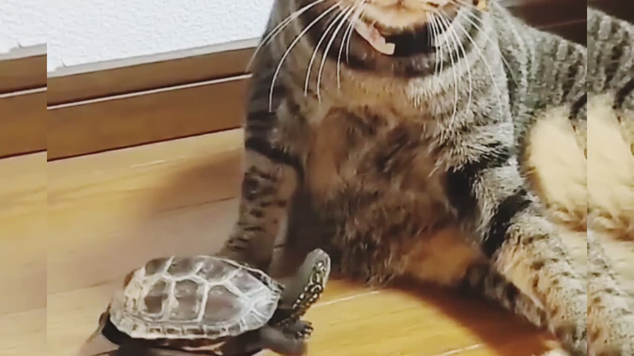 Cat expretion