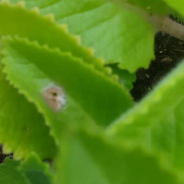 The most beautiful flower this days on my home