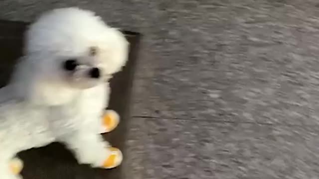 Cute little puppy