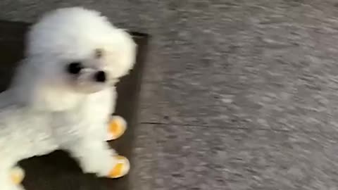 Cute little puppy