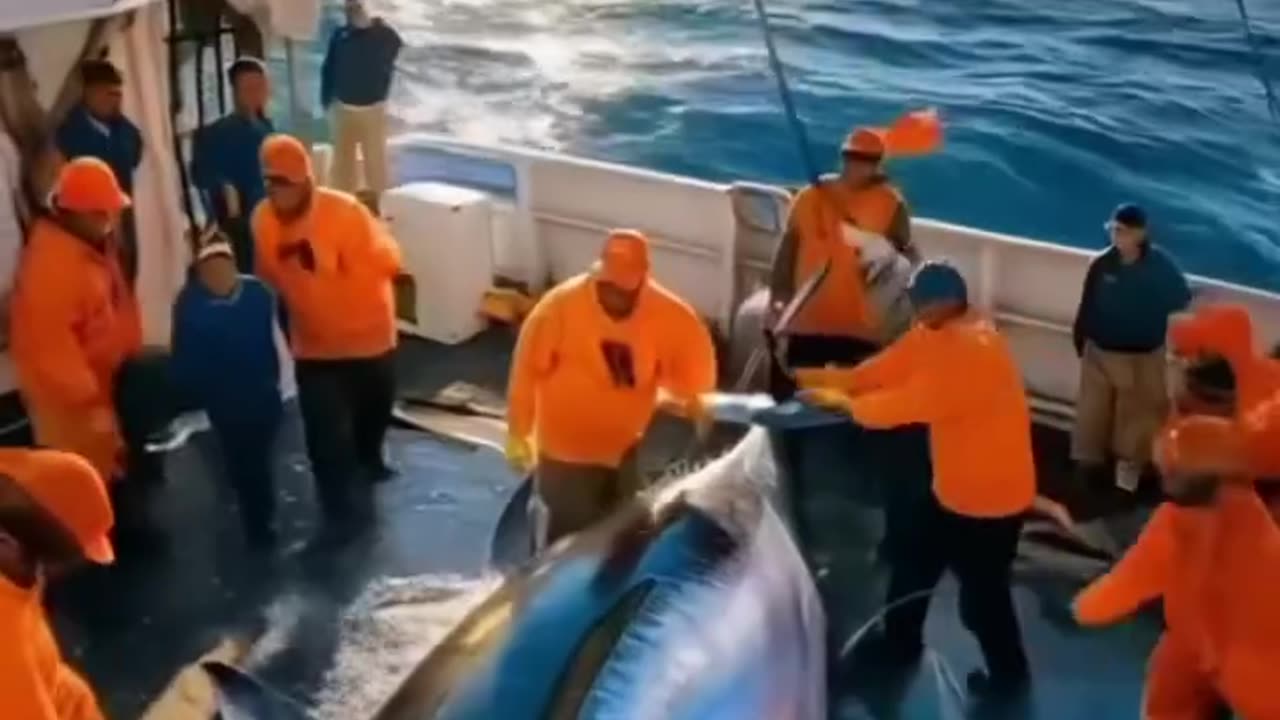 Massive tuna fish caught - unreal animals